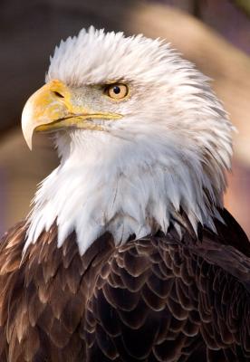 g3/07/306507/3/54054087.Eagle.jpg