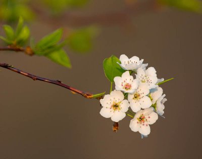 _MG_4632.jpg