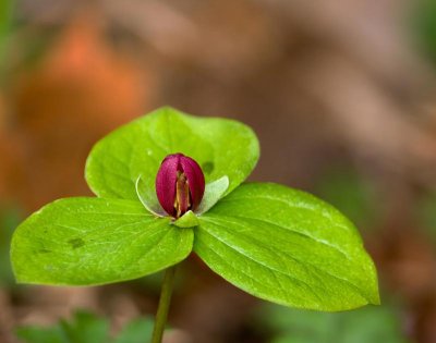 _MG_4539.jpg