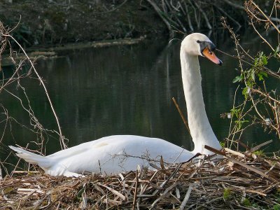 251 Swan on nest.jpg