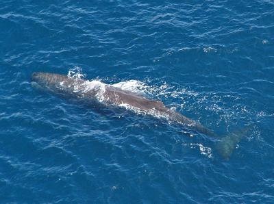 g3/07/383707/3/52760507.617SpermWhale.jpg