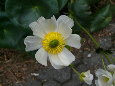 g3/07/383707/3/52943075.529MtCookButtercup.jpg
