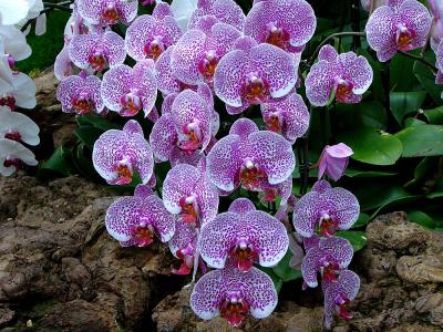 g3/07/383707/3/53785836.147Orchids.jpg