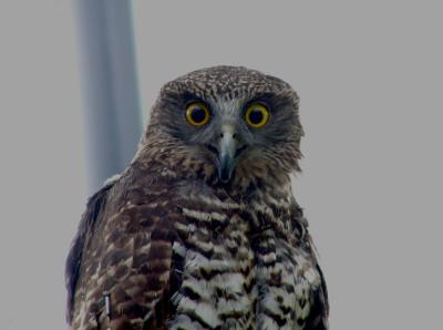 g3/07/383707/3/53785842.297Owl.jpg