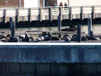 209 Sealions on pier.jpg