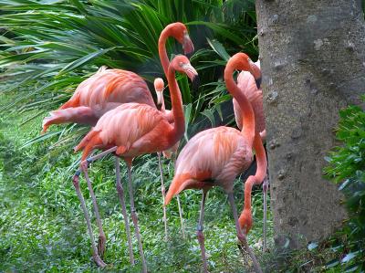 g3/07/383707/3/54756103.150Flamingos.jpg