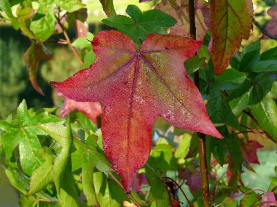 344 Leaf.jpg