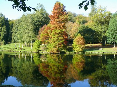 345 Reflections of trees.jpg