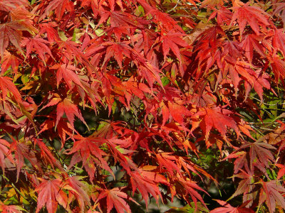 359 Leaves.jpg