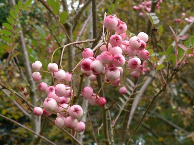 Westonbirt