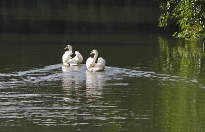 Double Swan.jpg