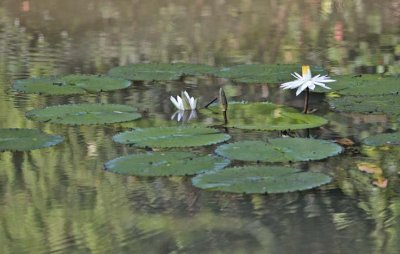 White Water Lily 01.jpg