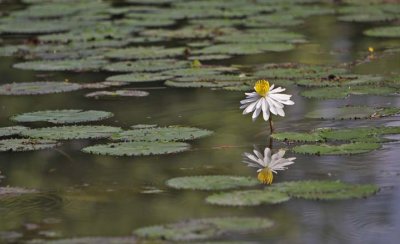 White Water Lily 02.jpg