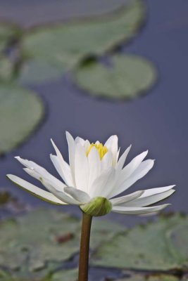 White Water Lily 03.jpg