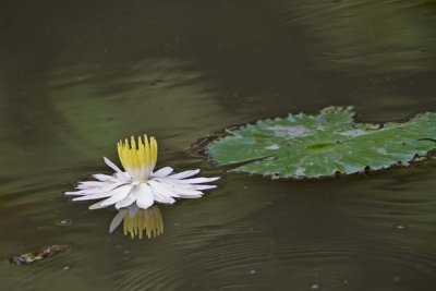 White Water Lily 04.jpg