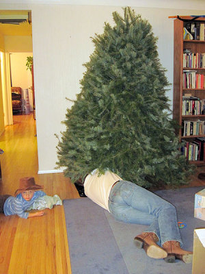Simon learns how to straighten a Christmas tree