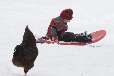 Simon's solo ride, past a rooster