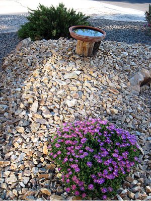 Ice plant in full bloom