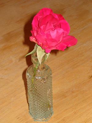 First rose of the Season, cut for Simon