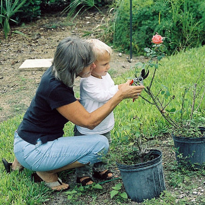 Learning to cut a rose