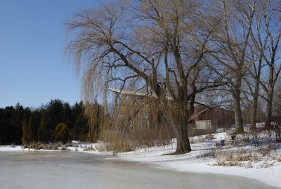 Maison de l'arbre