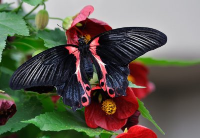 Porte-queue écarlate - Papilio rumanzovia