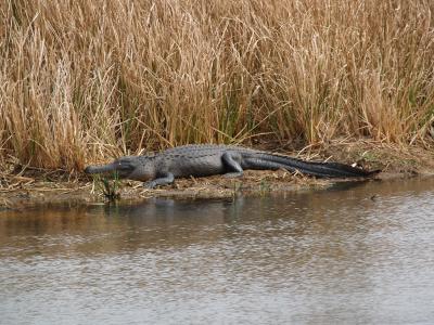 Wildlife