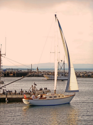 Sailboat- Monterey Bay
