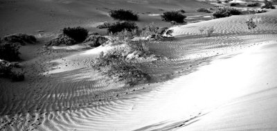 Another B &W rendition of the dunes