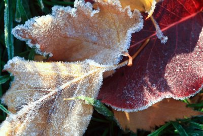 Frost-trimmed leaves