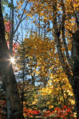 Sunlight Through Birch Trees
