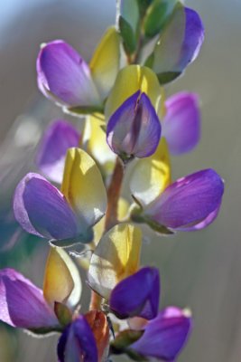 Yellow-purple lupine