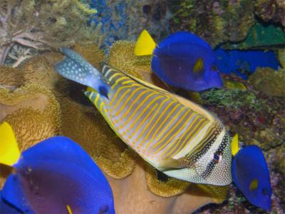 Striped trigger and blue tangs