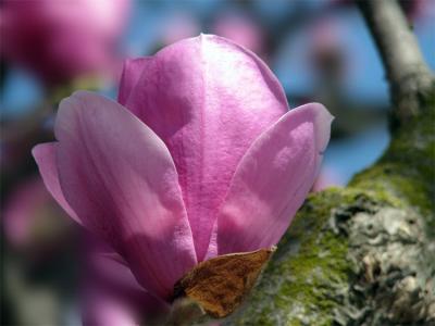 Tulip tree