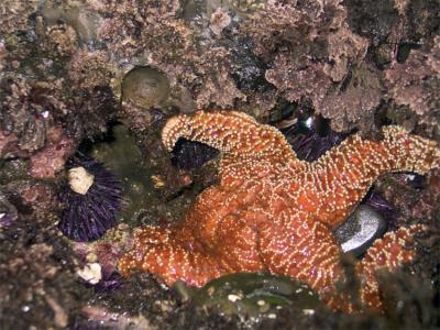 Orange sea star and urchin