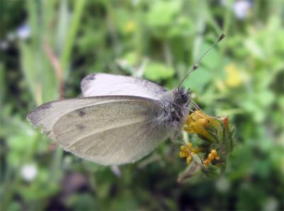 butterfly in wild mustard