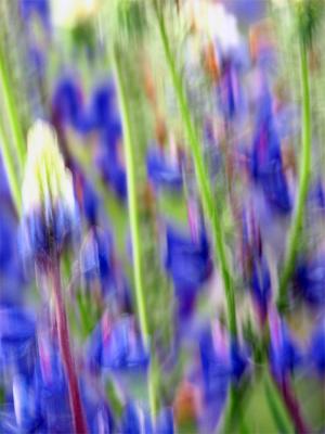 Lupine abstract