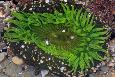 Green anemone at Montano de Oro