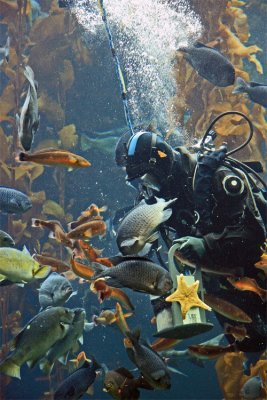 Feeding time in the kelp forest