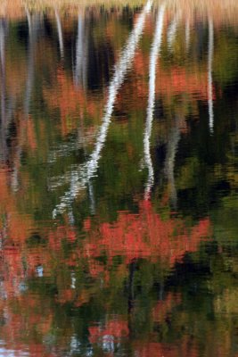 Fall color abstract
