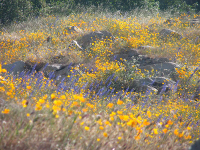Poppies and Lupine Hwy 198