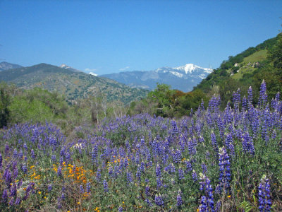 Lupine and poppies- North Fork Drive