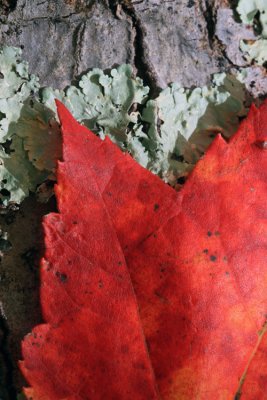 Maple leaf and lichen