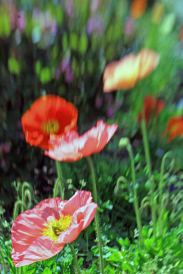 Lensbabied Poppies