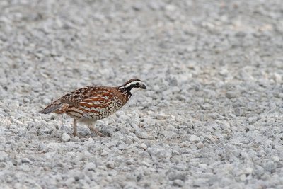 IMG_5286.jpg
