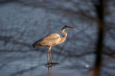 heron-on-ice.jpg