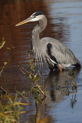 Herons