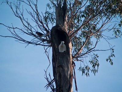 Cockatoo in tree by Dennis