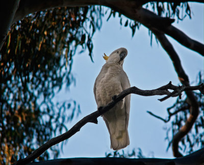 Cockatoo in tree by Dennis