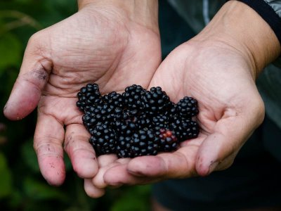 Blackberries - Danielle